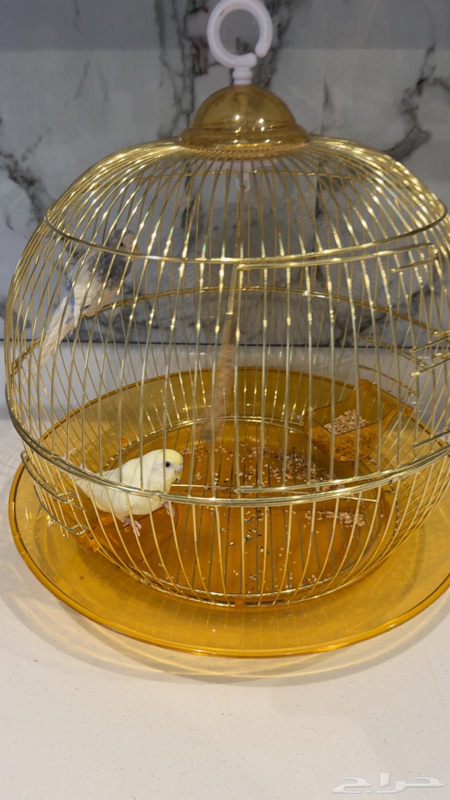 طيور للبيع64389806085123112