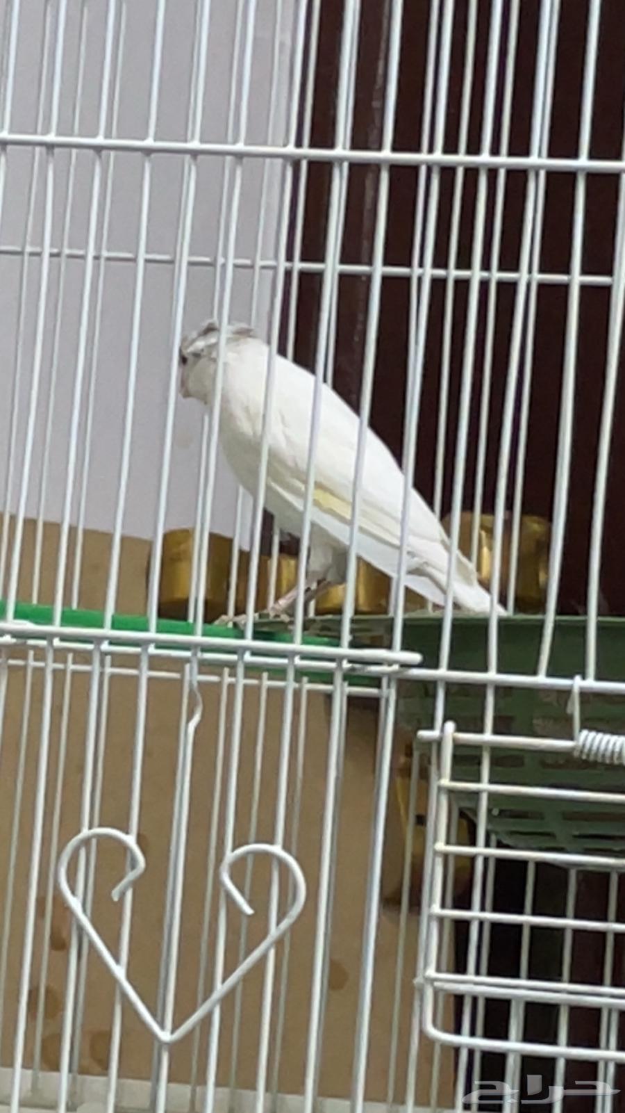 ذكر كريست ابيض كناري تغريد بطل64388564450051114