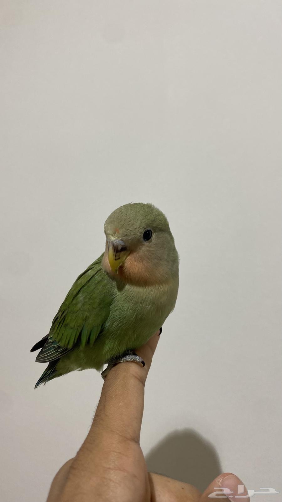 روز رد فيس اليف (تم البيع)64383261025409111