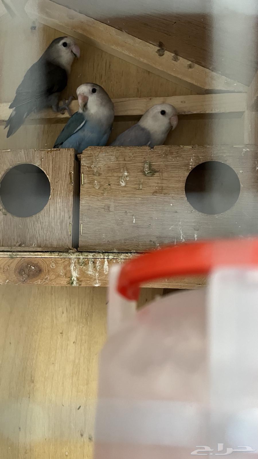 طيور روز64385775581825111