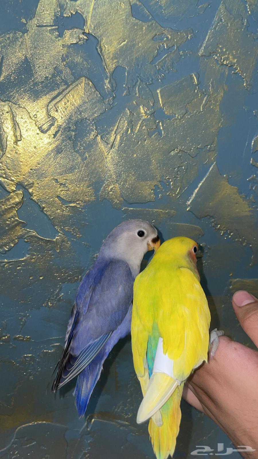 فروخ روز اليفه وكروان البينو (تم البيع)64389530028417112