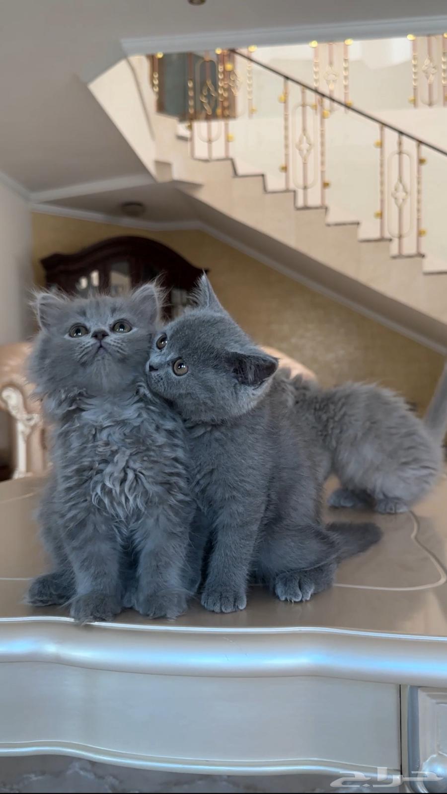 قطط للبيع64385049865473112