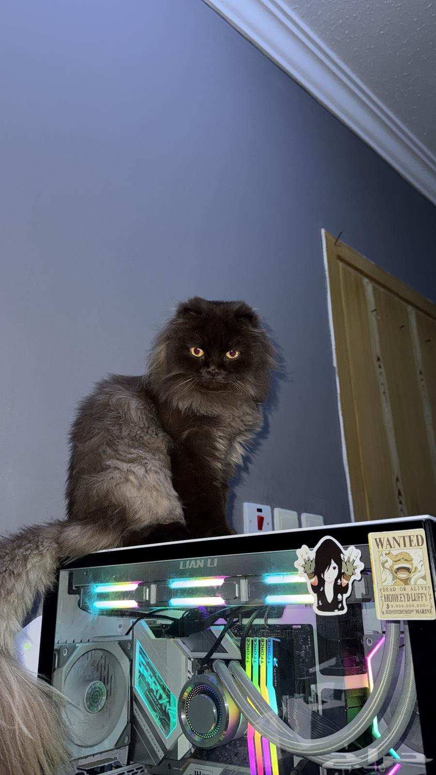 قط للبيع64387522956289110