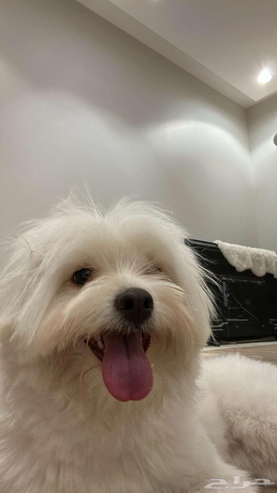 كلب للبيع مواليد السعوديه عمره 11 اسمه ليو64386304766338110