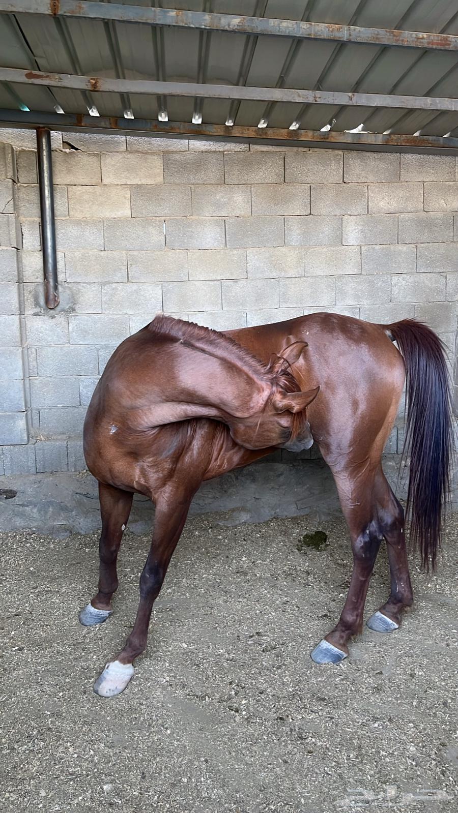 حصان للبيع64378032476931111