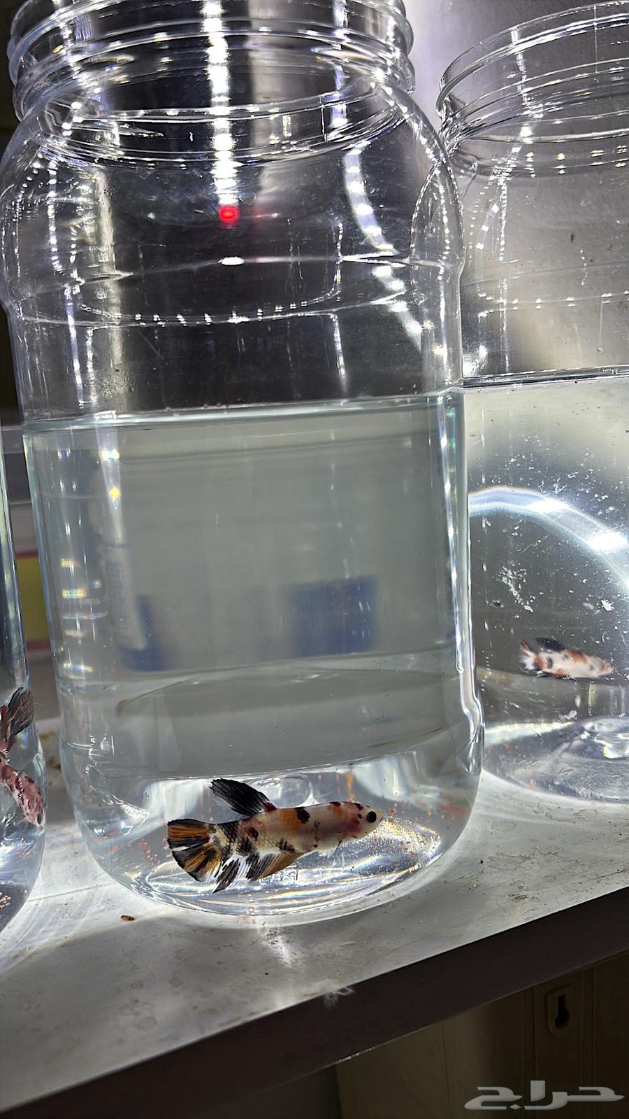 فايتر كوي ( طفرات مميزة ).64380008441986110