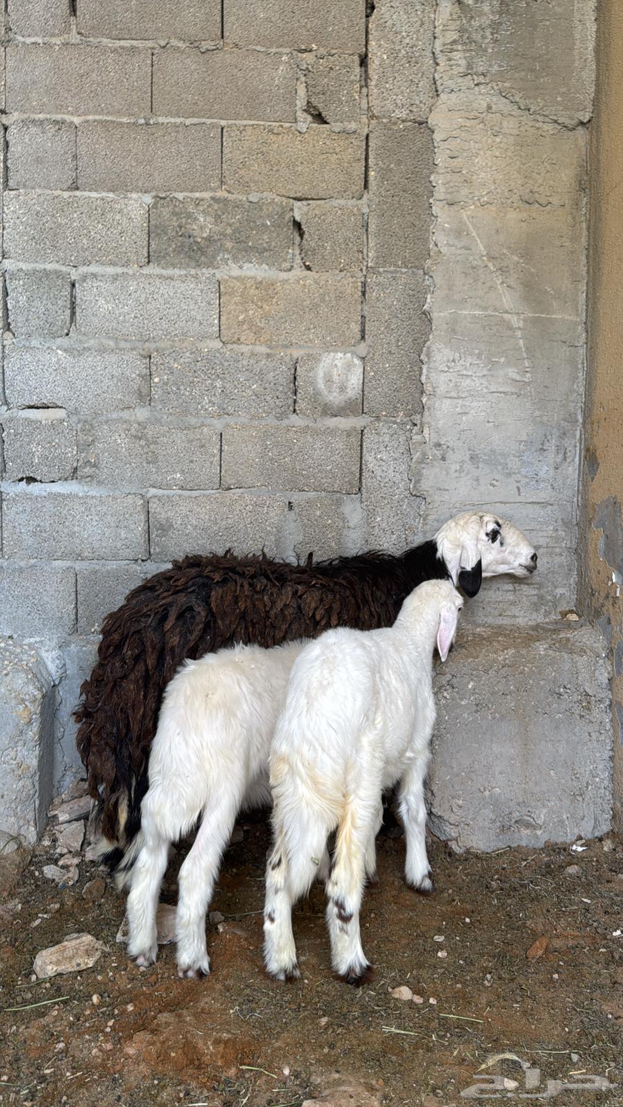 شاة حجريه معها ثنين64381630130947112