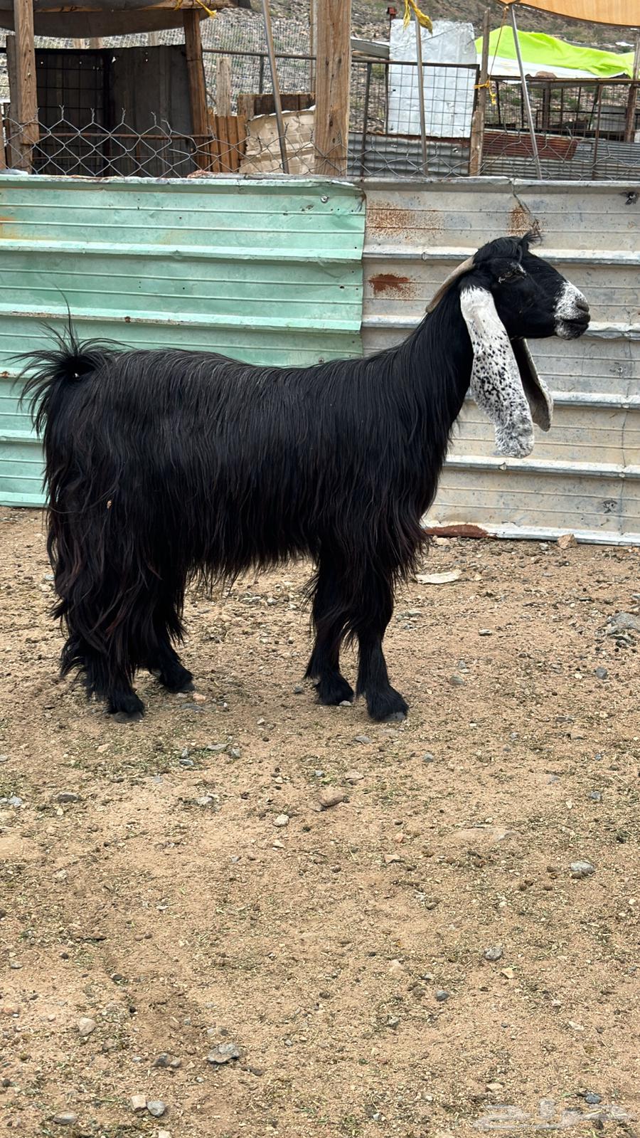 معزا عوارض صنف الصنف64388839627779113