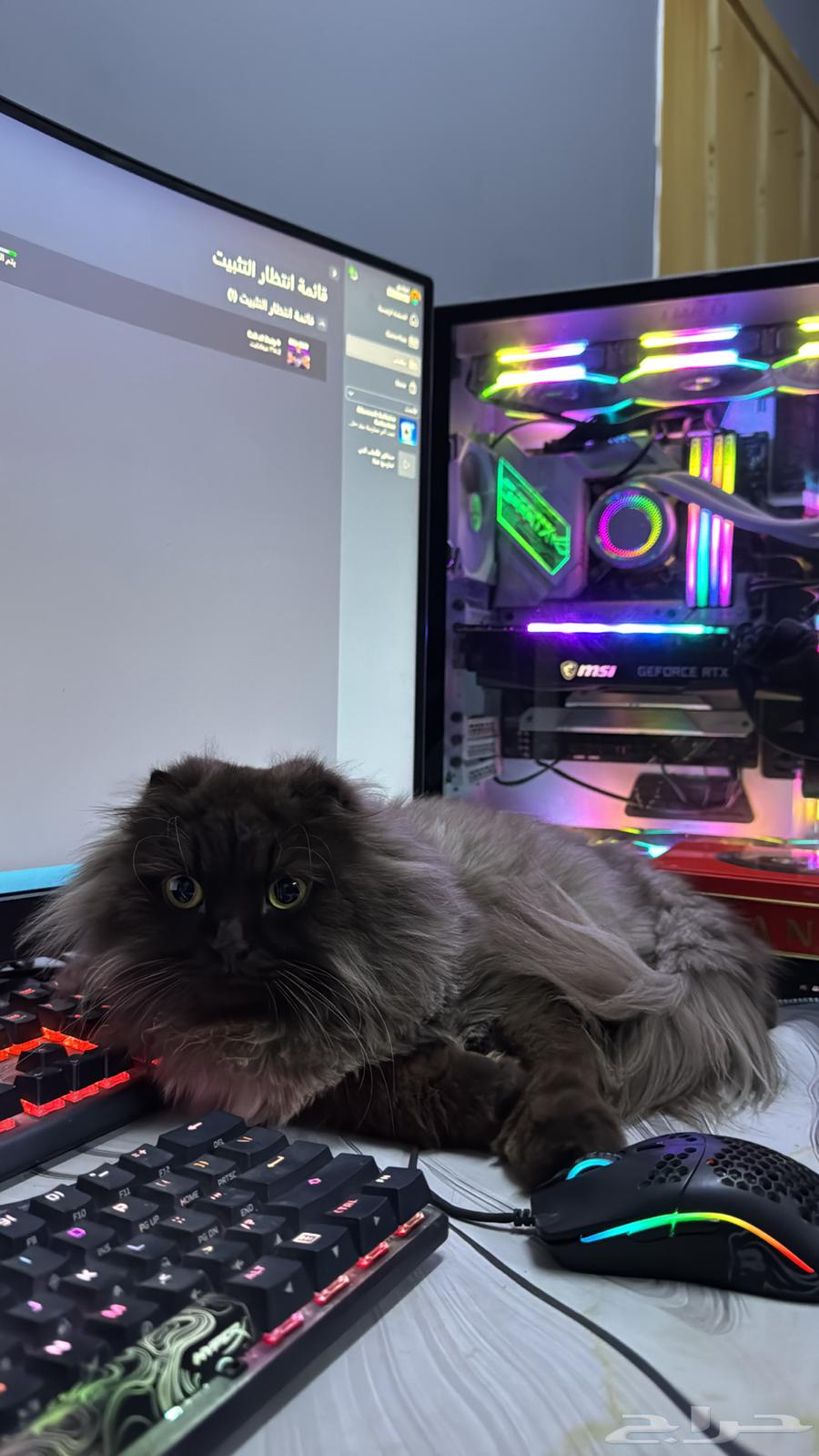 قط للبيع64387522956289113