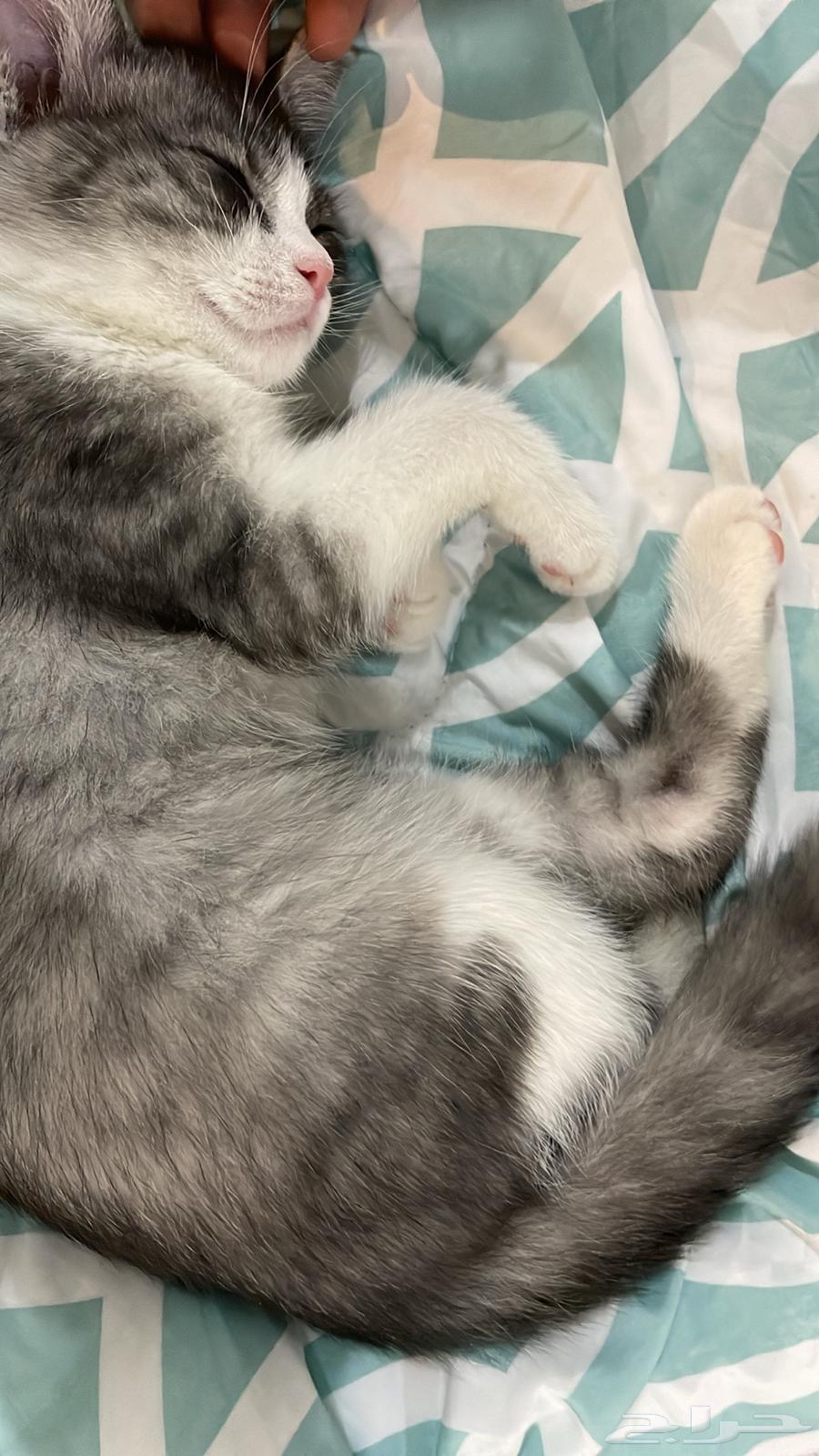 قط شيرازي بالطائف شامل التوصيل والليتر بوكس ب 40064380374001025111