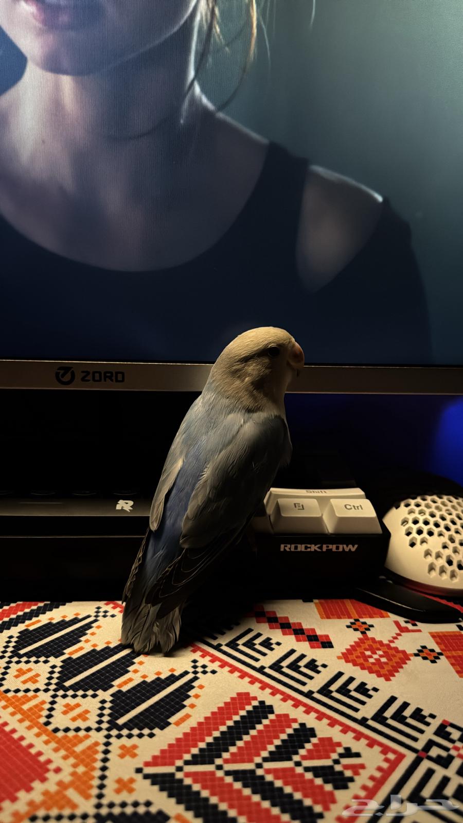 روز اليف64381301505795110