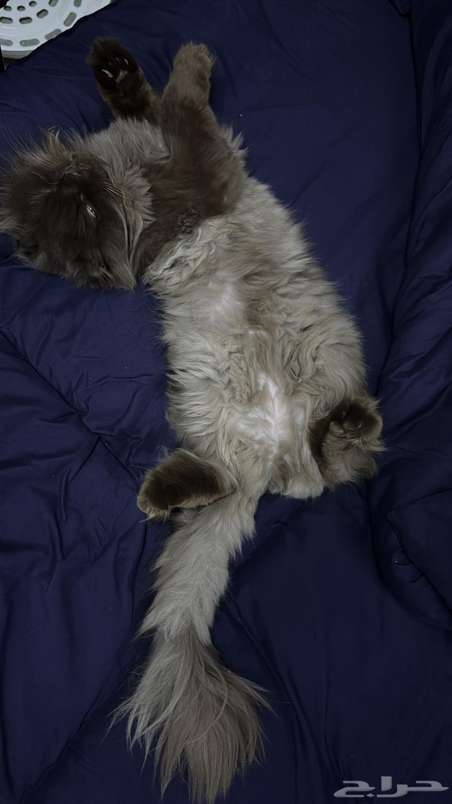 قط للبيع64387522956289112