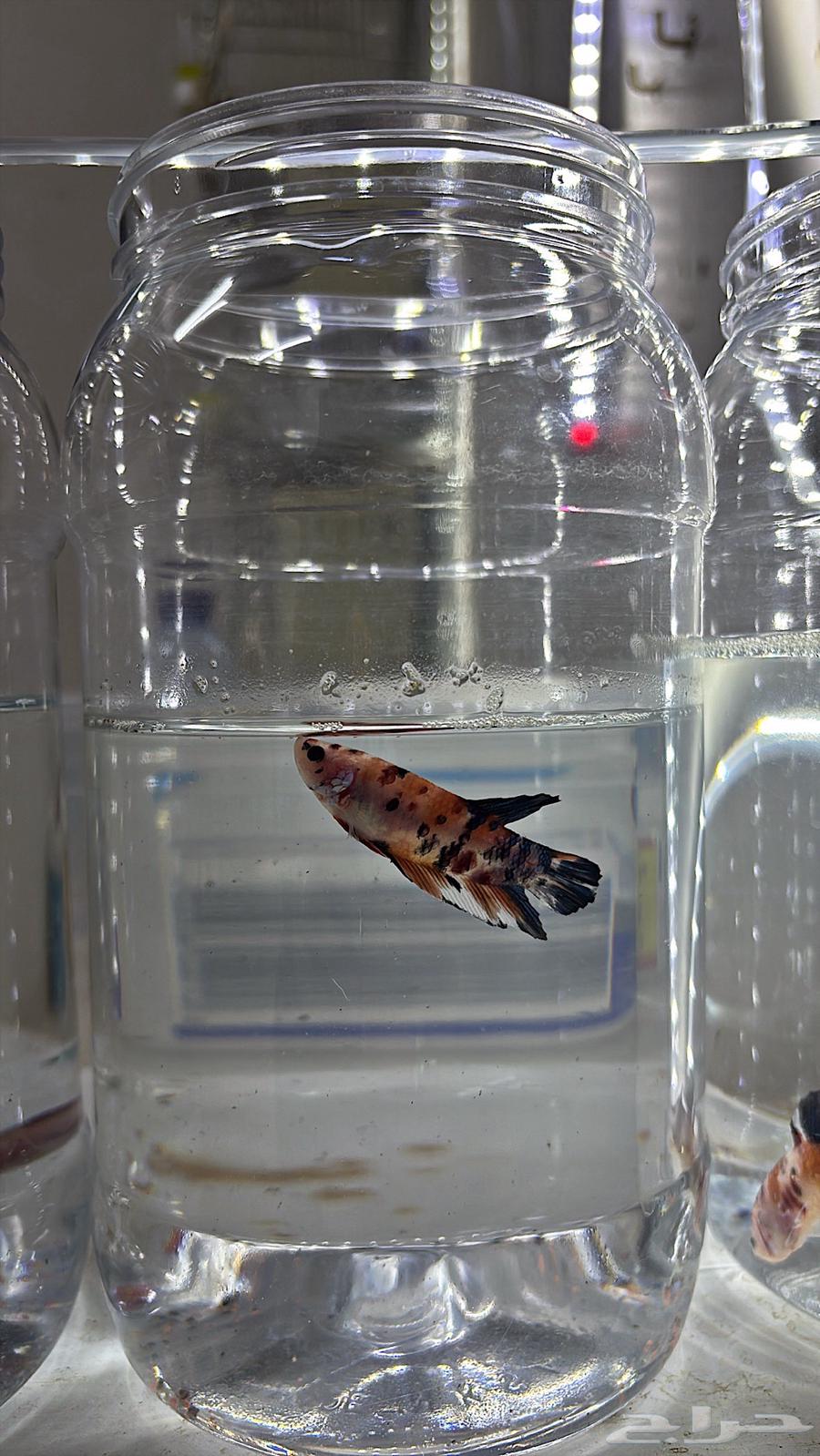 فايتر كوي ( طفرات مميزة ).64380008441986113