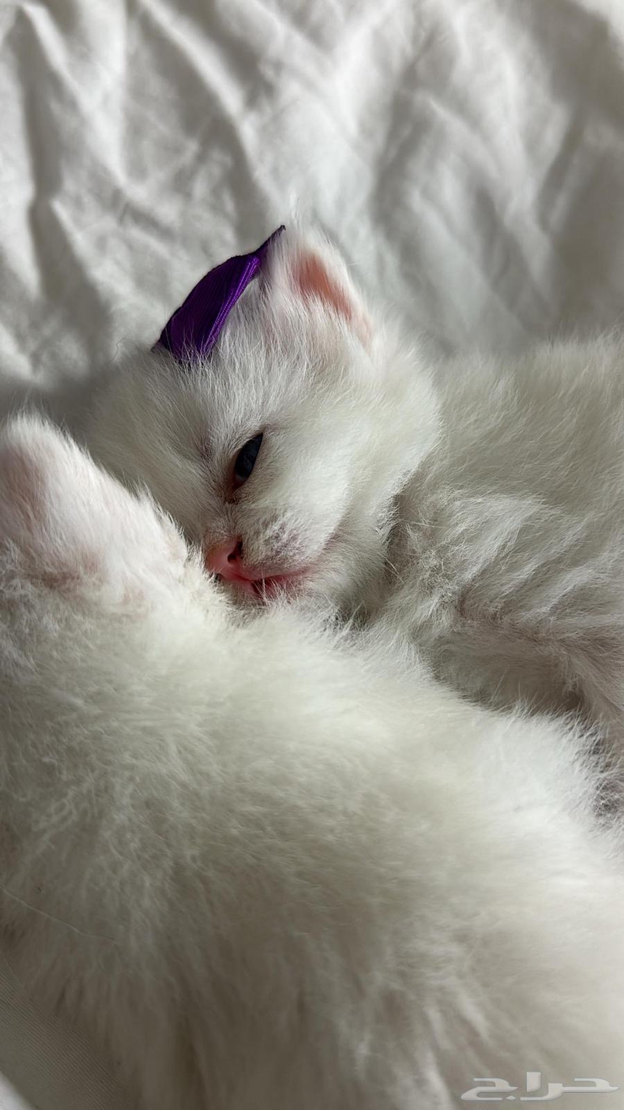 قطط كيتين للبيع64388148833922112