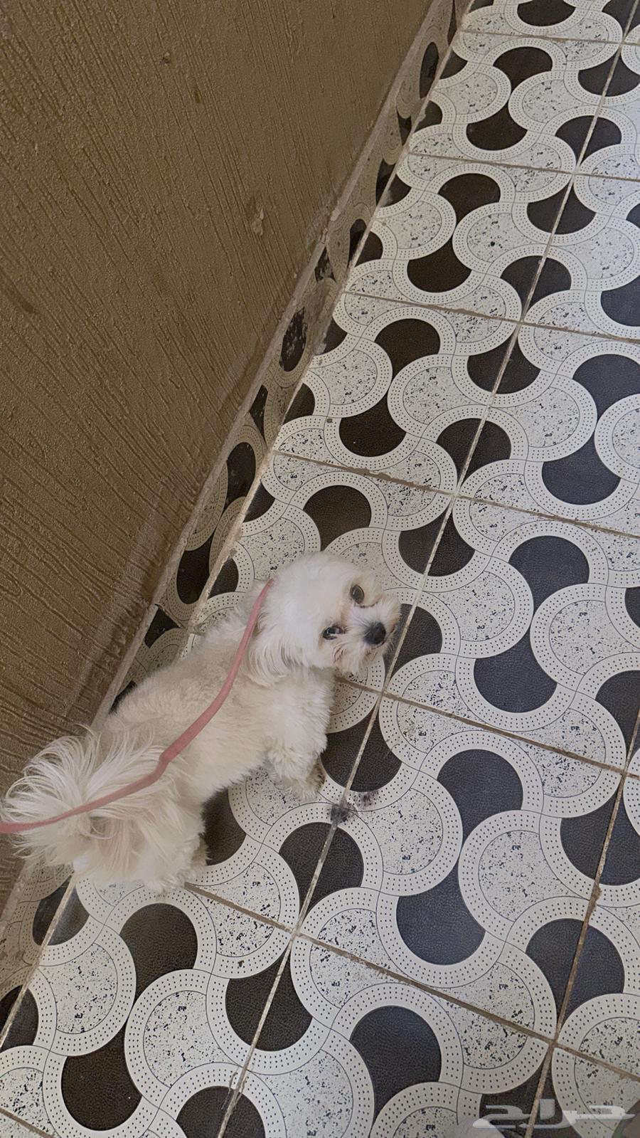 كلب للبيع 300 ريال بيع مستعجل64392031681154111