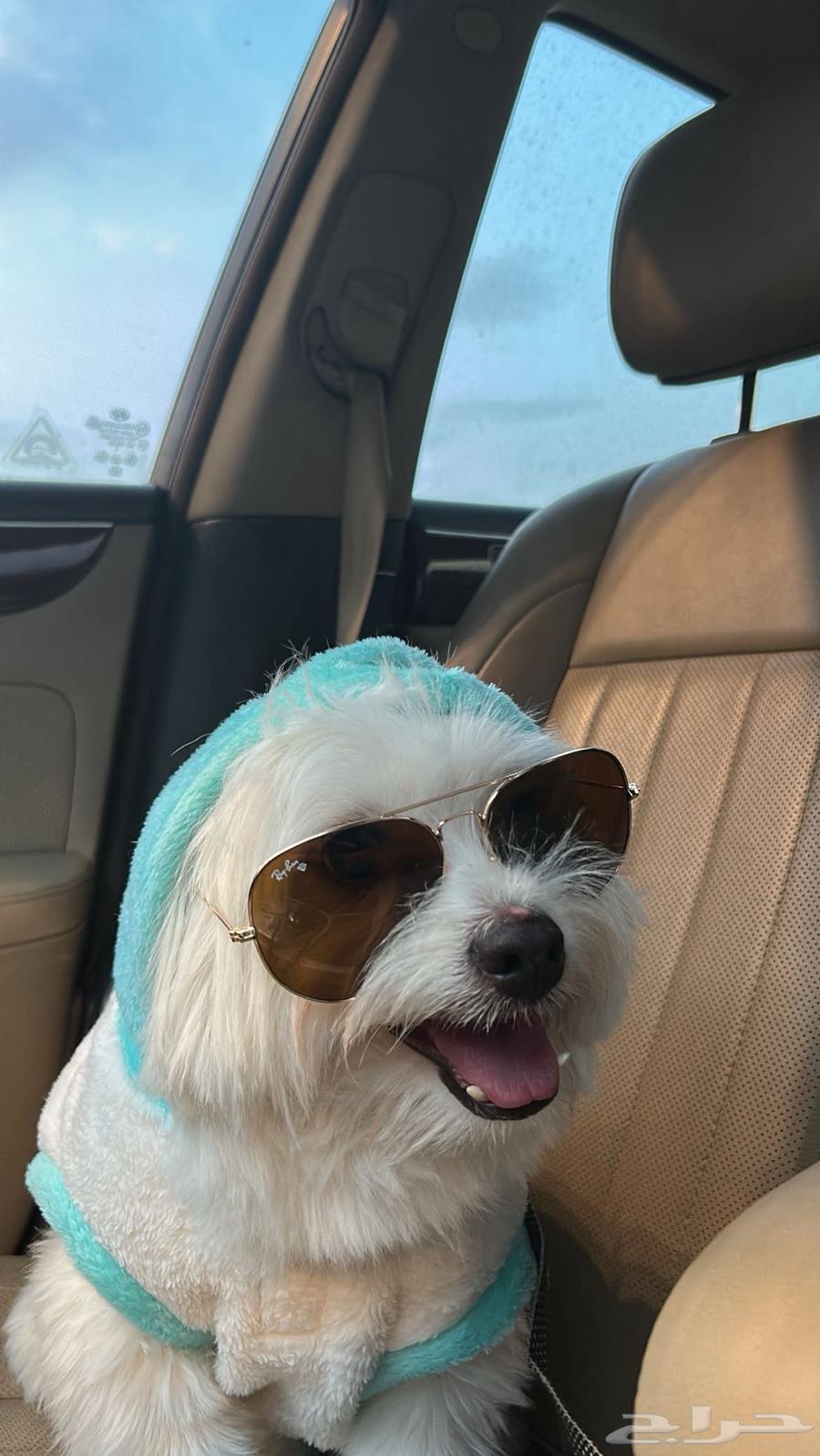 كلب للبيع مواليد السعوديه عمره 11 اسمه ليو64386304766338111