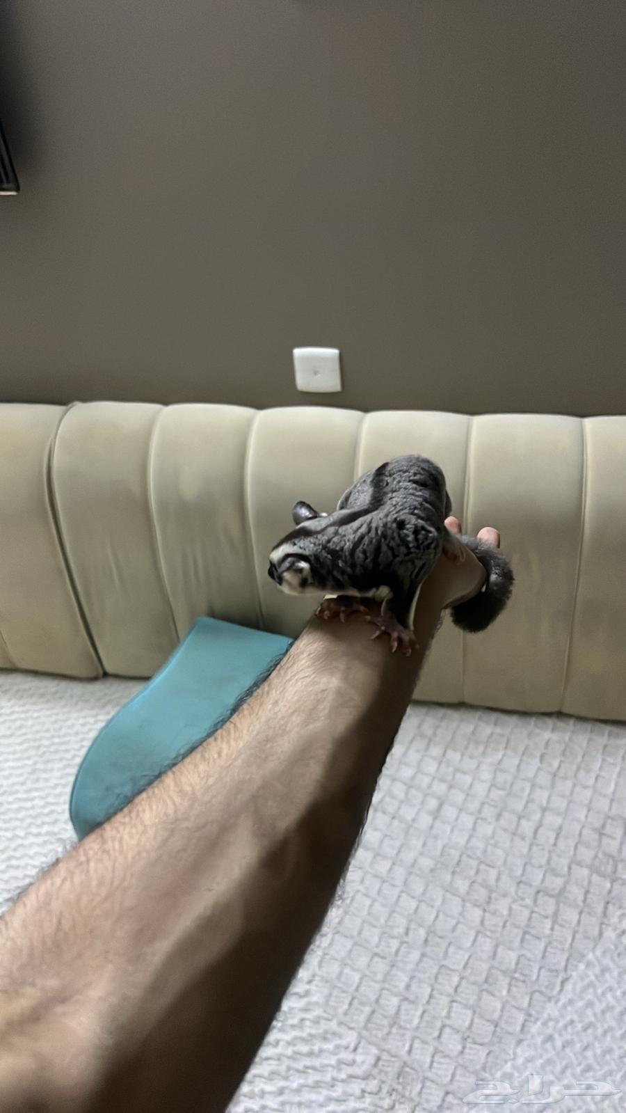 شوقر قلايدر او السنجاب الطائر64391838574595111