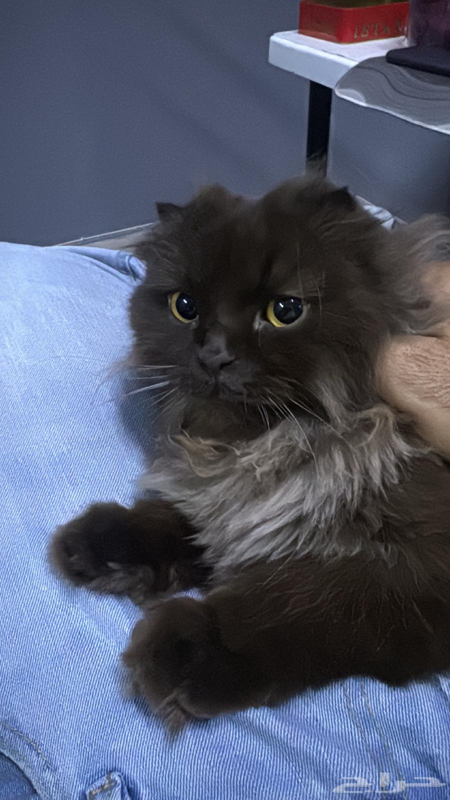 قط للبيع64387522956289111