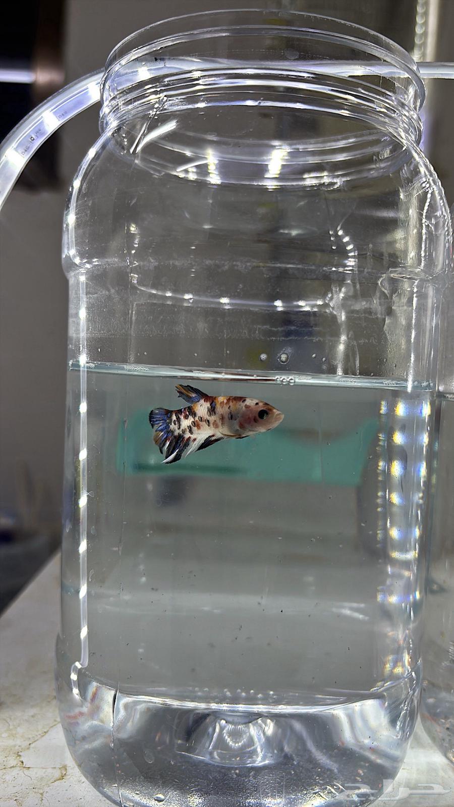 فايتر كوي ( طفرات مميزة ).64380008441986114