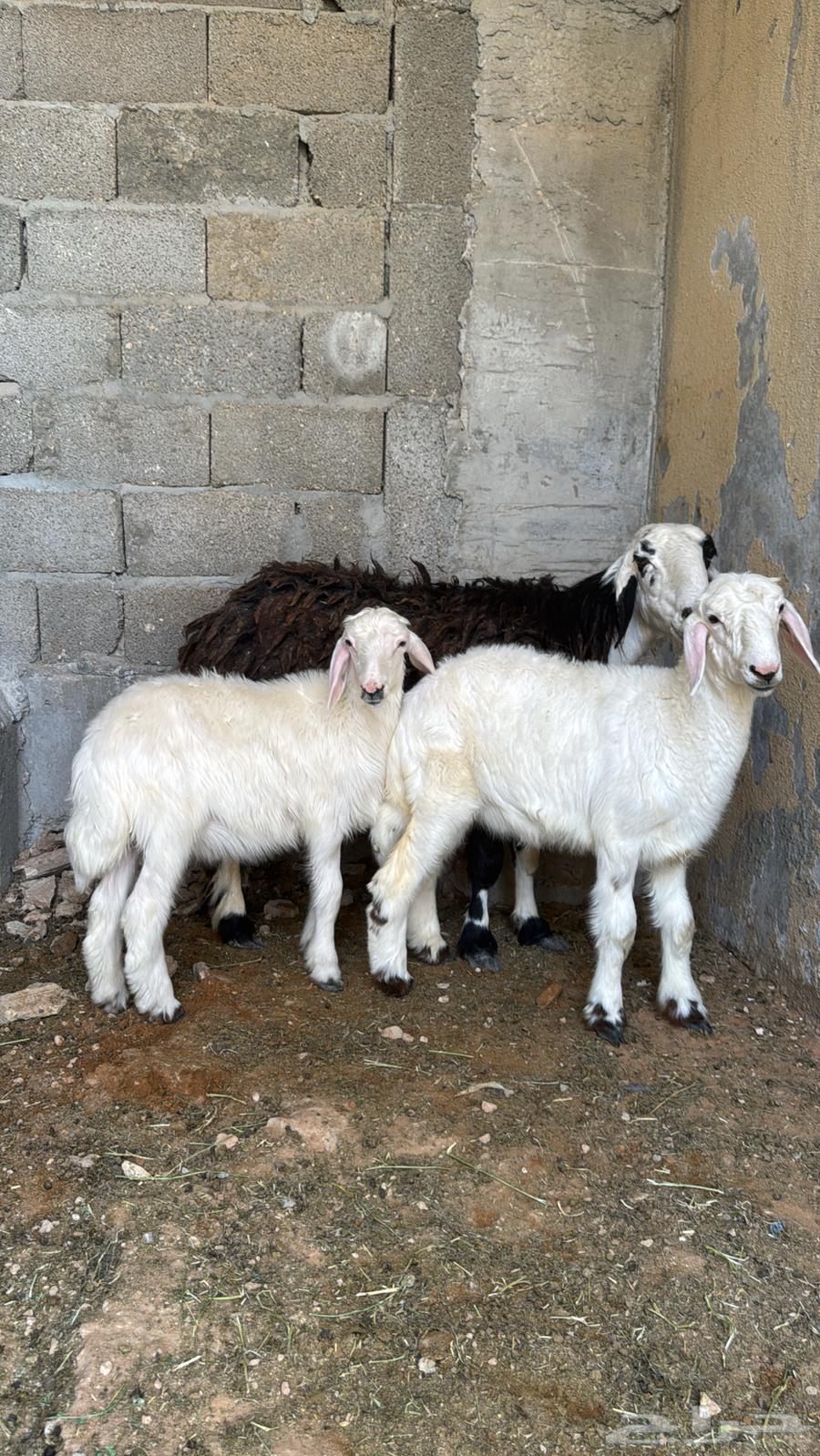 شاة حجريه معها ثنين64381630130947110