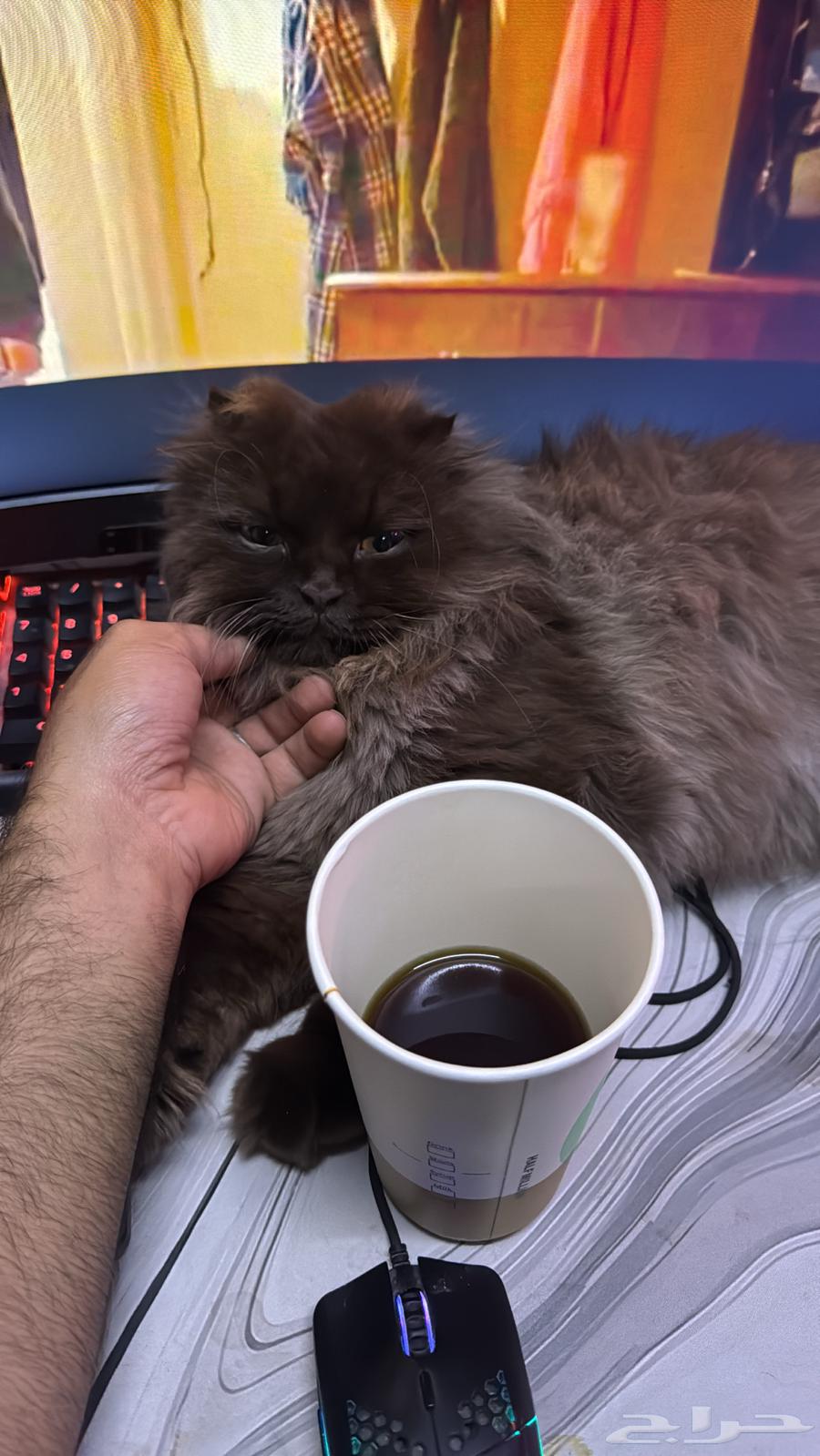 قط للبيع64387522956289114