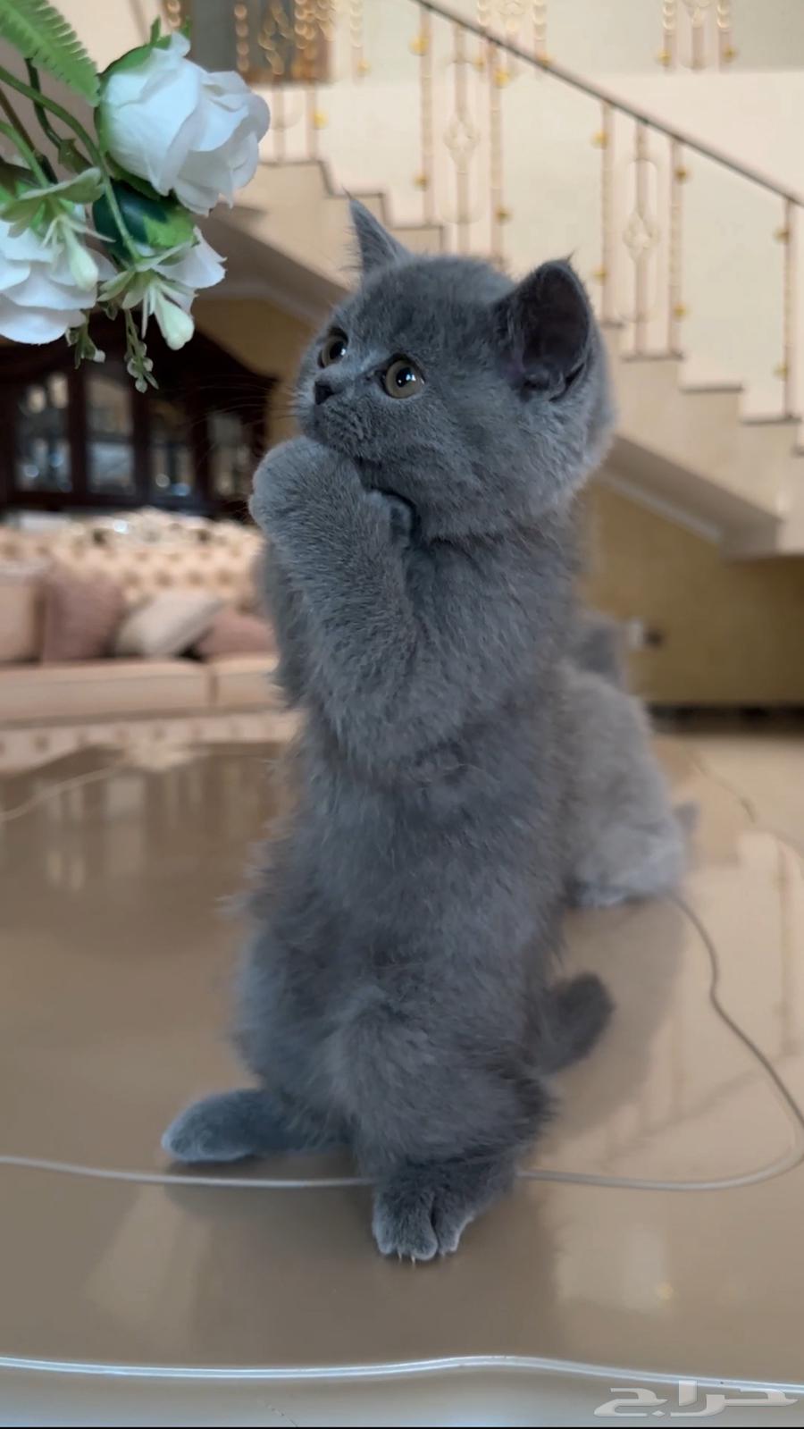 قطط للبيع64385049865473111