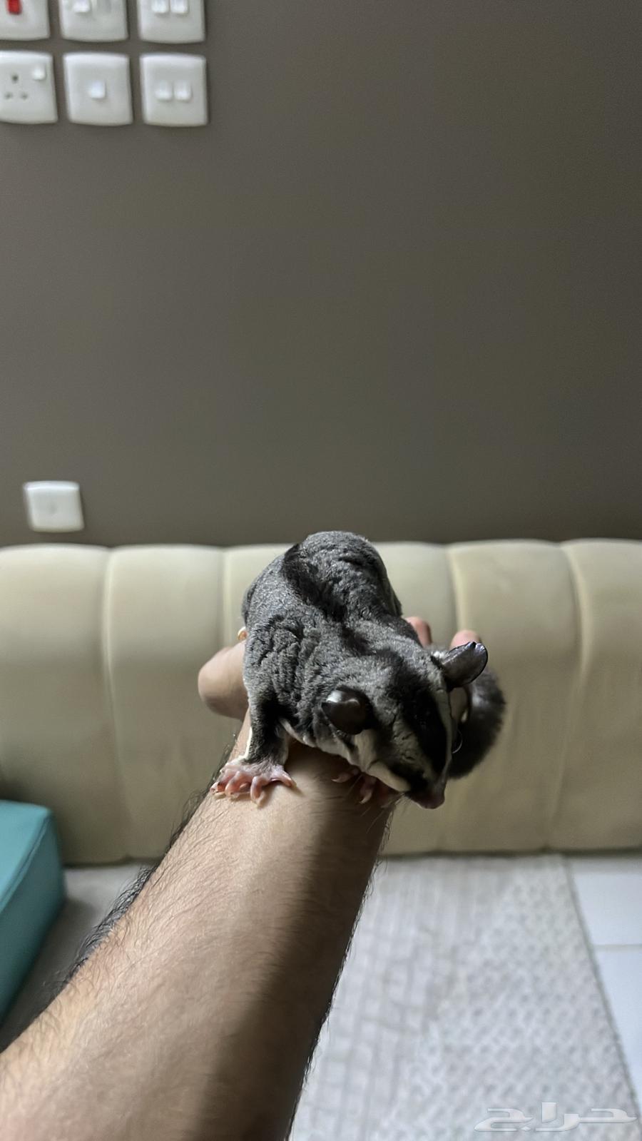 شوقر قلايدر او السنجاب الطائر64391838574595110