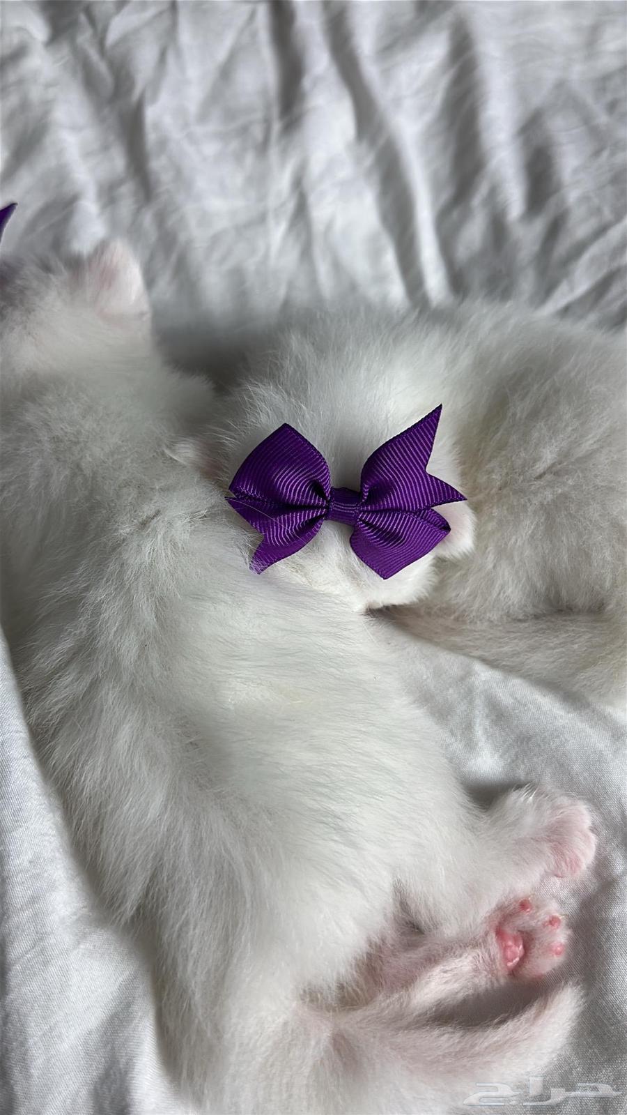 قطط كيتين للبيع64388148833922110