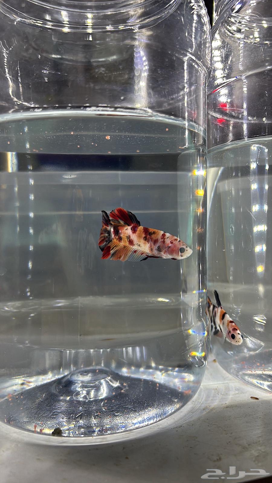 فايتر كوي ( طفرات مميزة ).64380008441986112