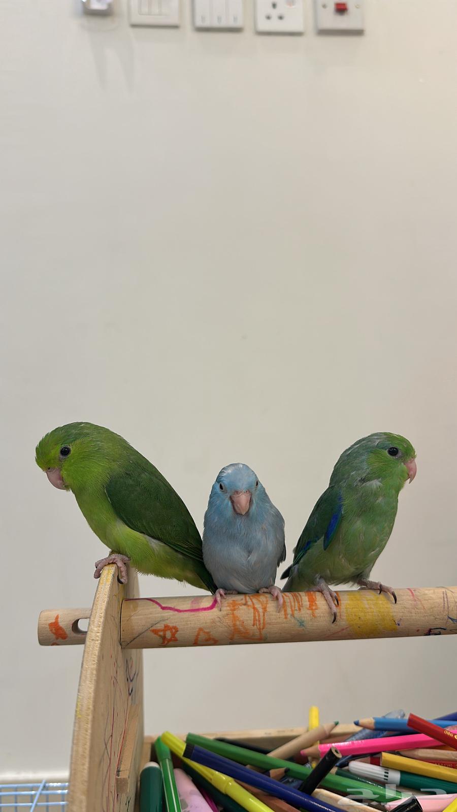 ميني روز بارتوليت64378556555649111