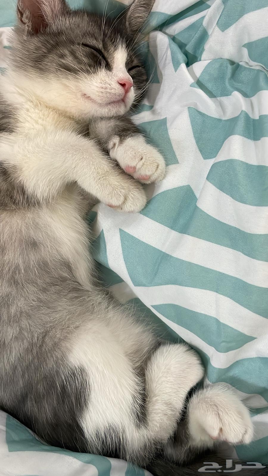 قط شيرازي بالطائف شامل التوصيل والليتر بوكس ب 40064380374001025110