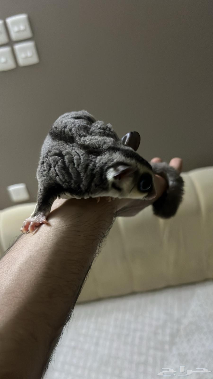 شوقر قلايدر او السنجاب الطائر64391838574595112