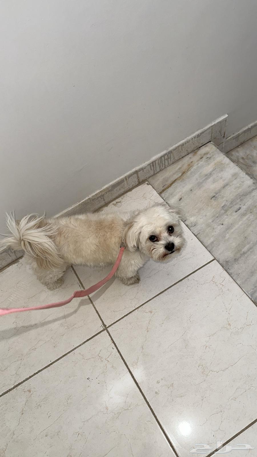 كلب للبيع 300 ريال بيع مستعجل64392031681154110