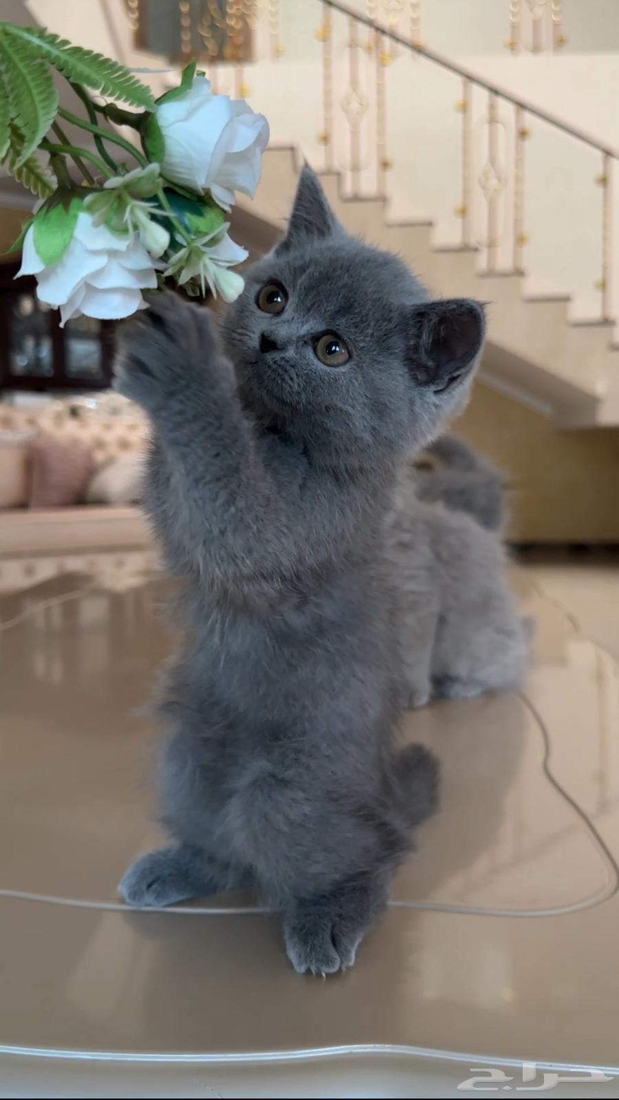 قطط للبيع64385049865473110