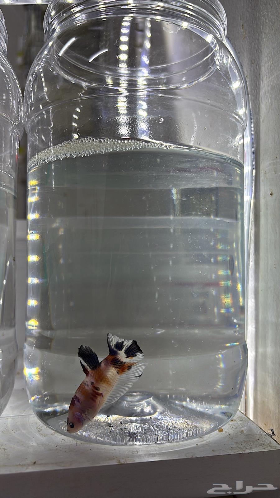 فايتر كوي ( طفرات مميزة ).64380008441986111