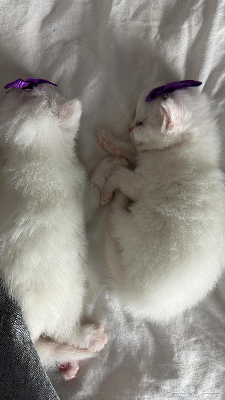 قطط كيتين للبيع64388148833922111