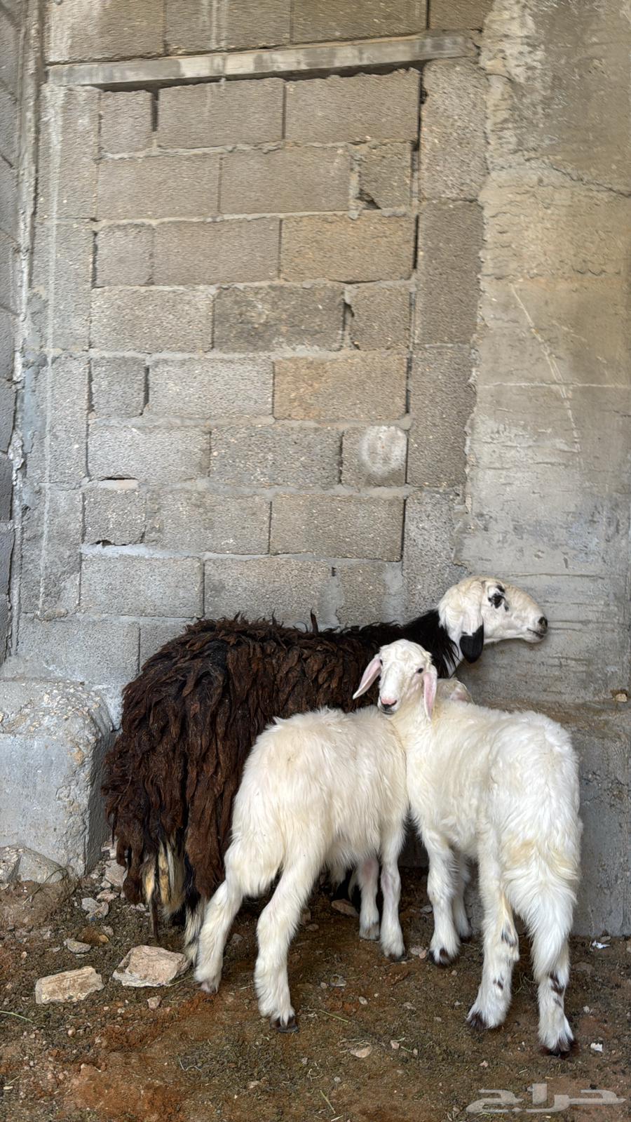 شاة حجريه معها ثنين64381630130947111