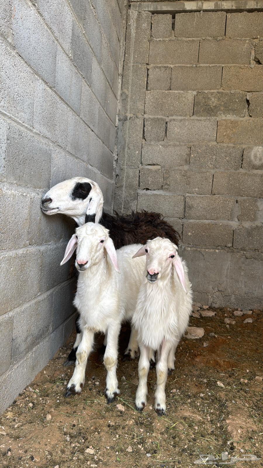 شاة حجريه معها ثنين64381630130947113