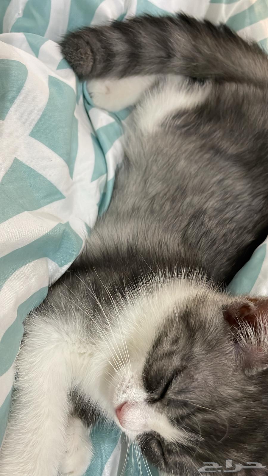 قط شيرازي بالطائف شامل التوصيل والليتر بوكس ب 40064380374001025112