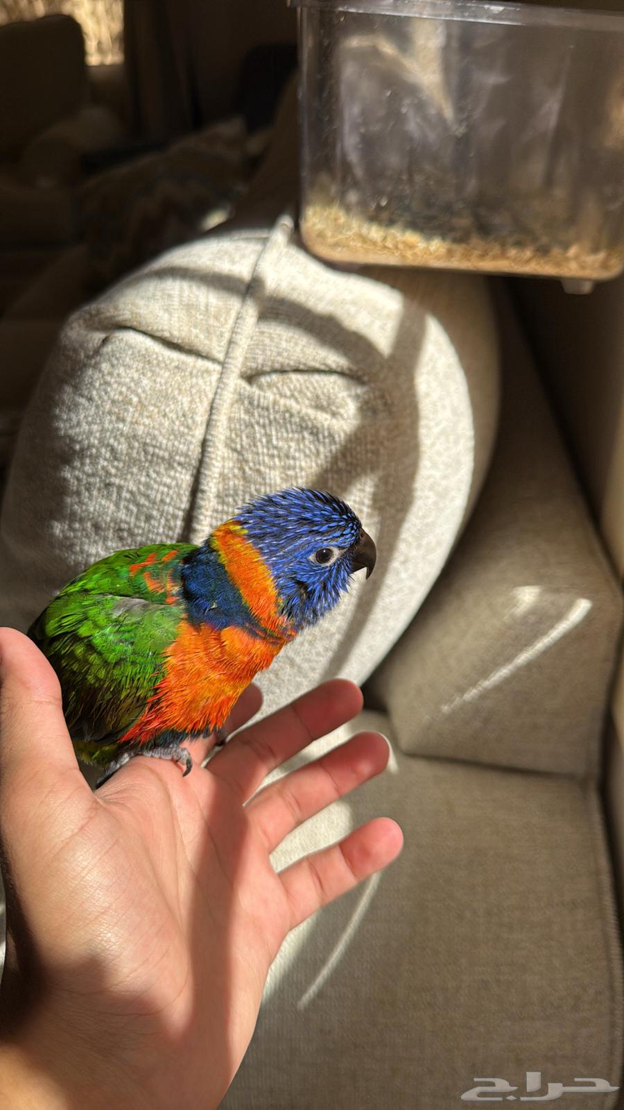 فرخ لوري أليف64381384226307111