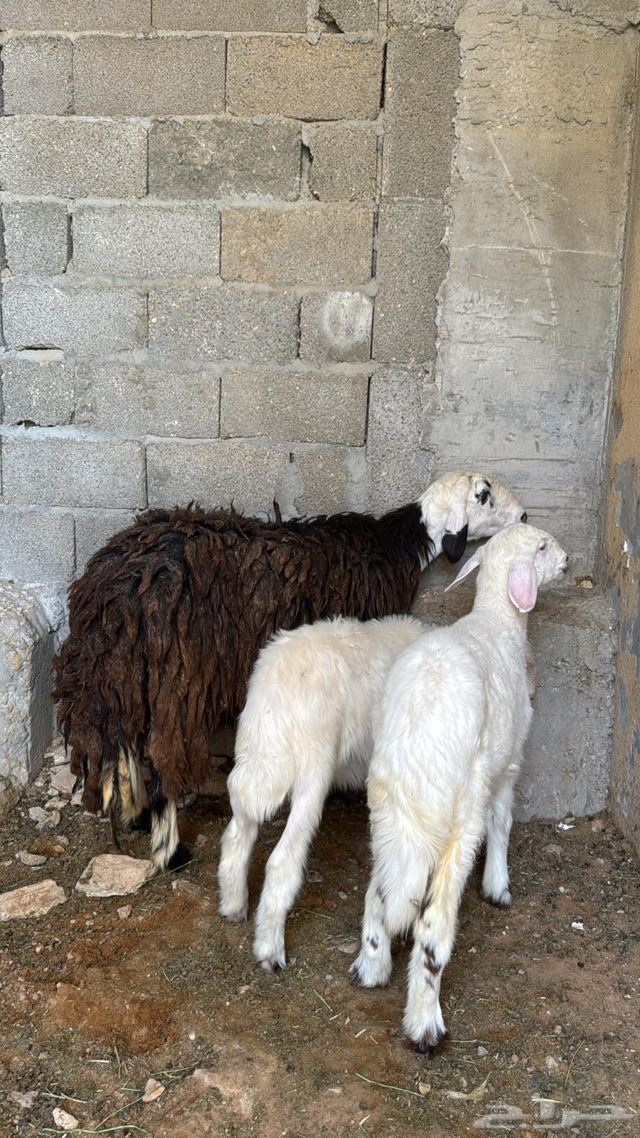 شاة حجريه معها ثنين64381630130947114