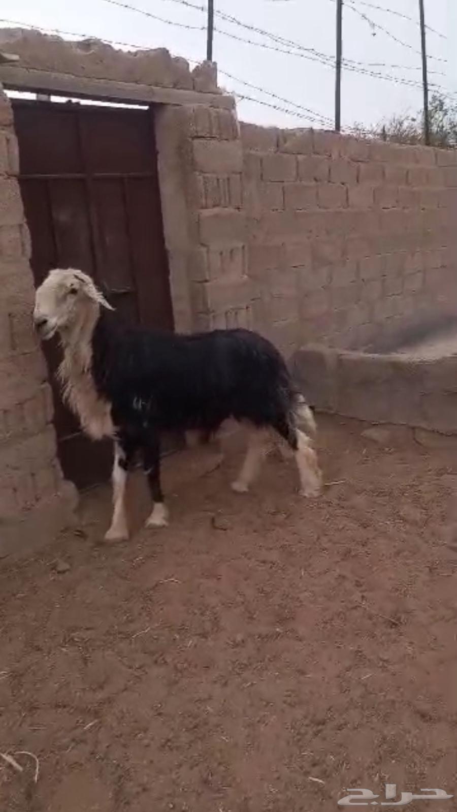 خروف نجدي فحل ( الشملي )64383261089409110