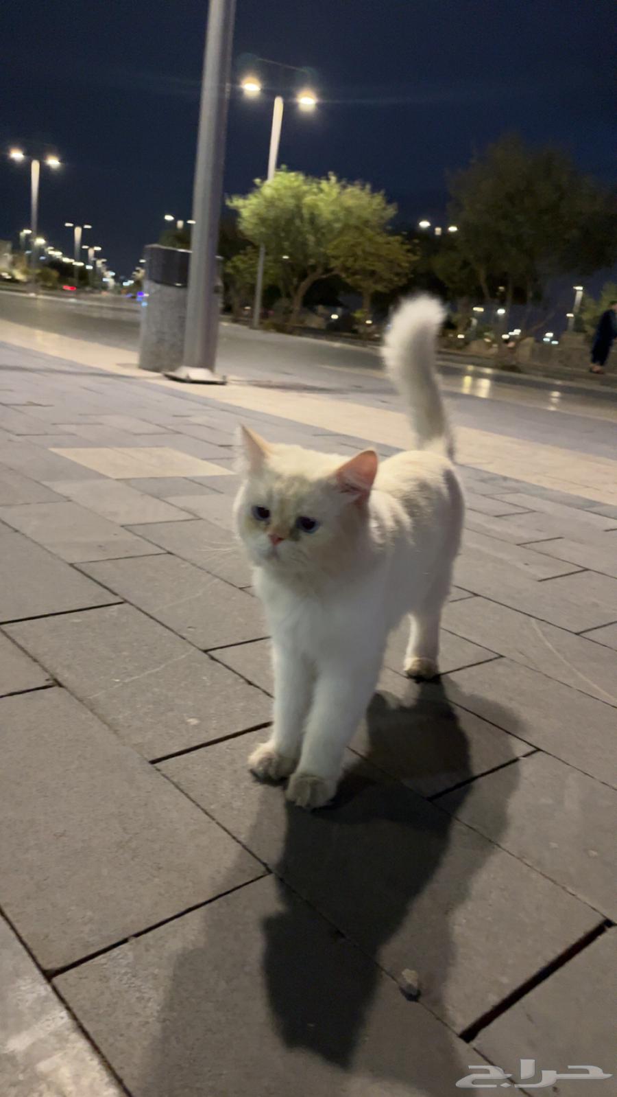 A pet cat goes out and comes with you wherever you go64380478045699110