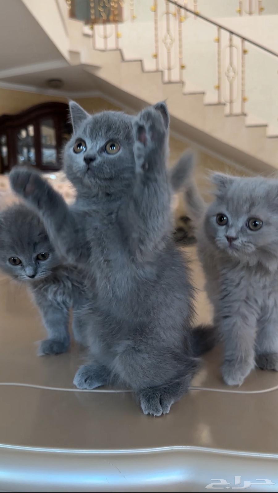 قطط للبيع64385049865473114
