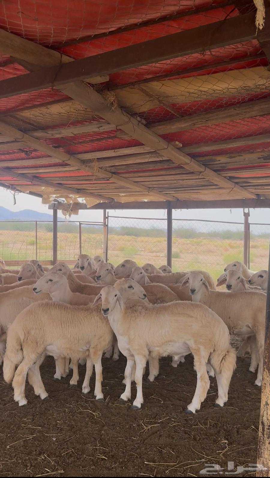 طليان حري 68 راس للبيع64384952422402114