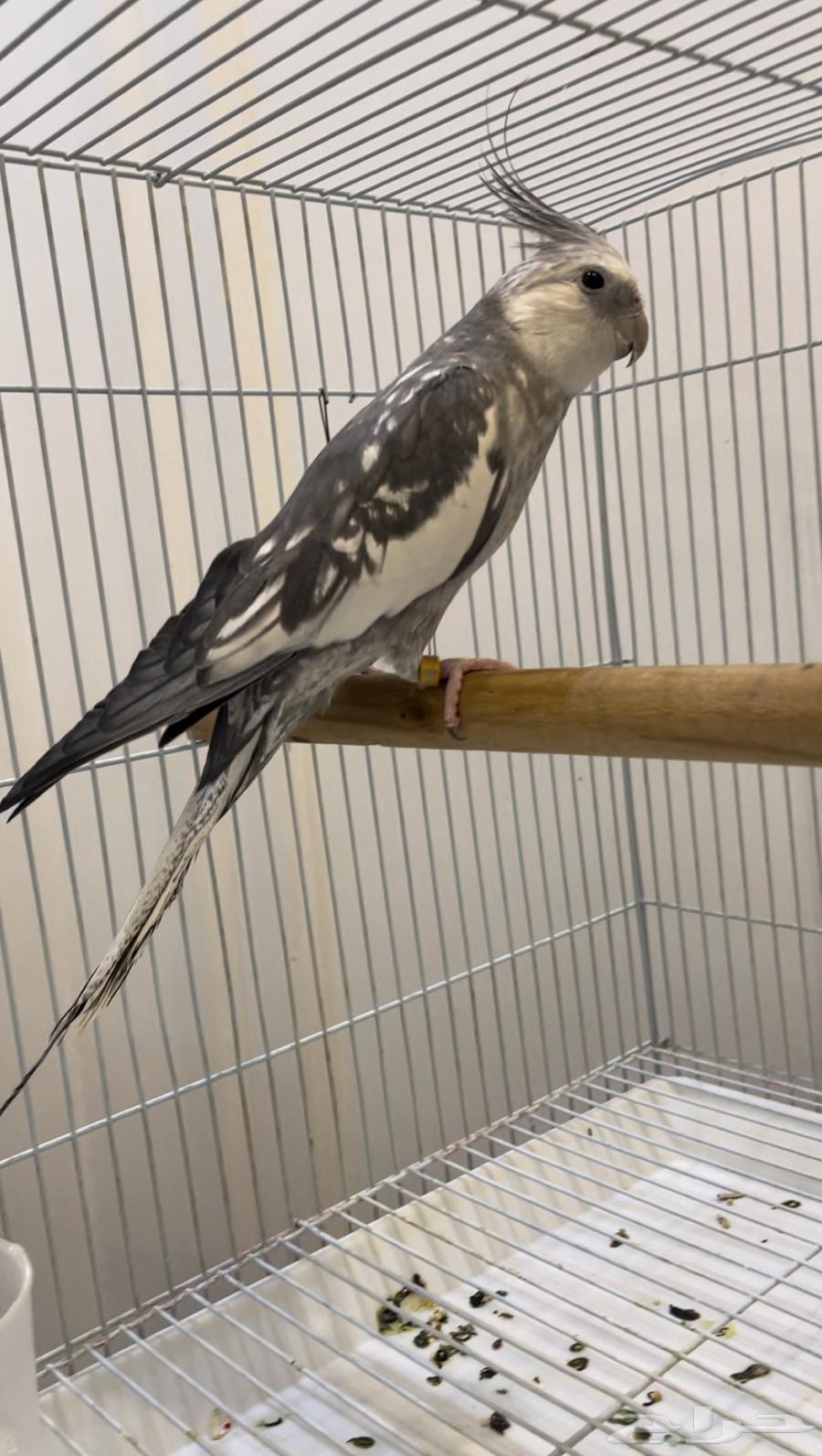 كروان اليف64380638760707111