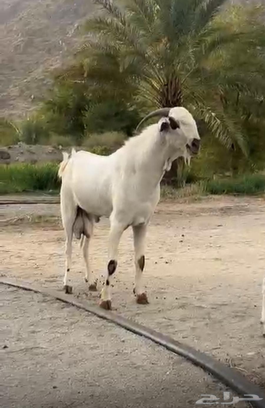 للبيع فحل بيشي صنف64382224553091111