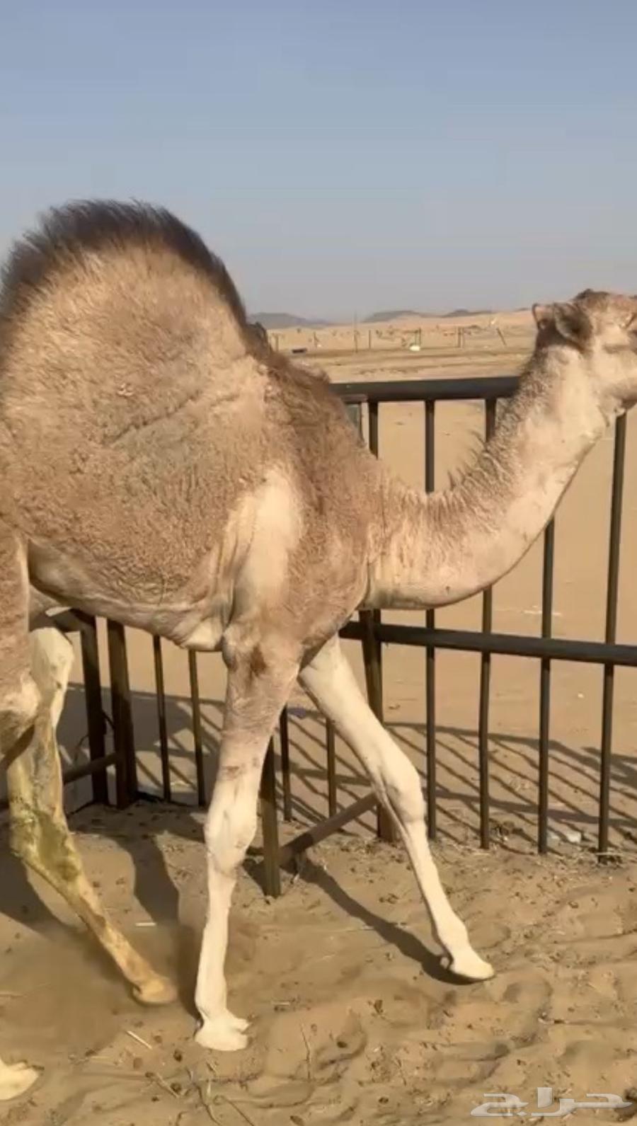 قعود فل كفو مسكت للبيع التواصل اتصال63667688942466110