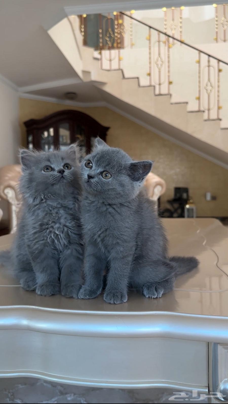 قطط للبيع64385049865473113