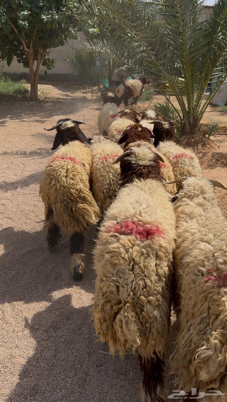 طليان نعيم بلدي فاخر ( جمله وتفريد )64398075285891111